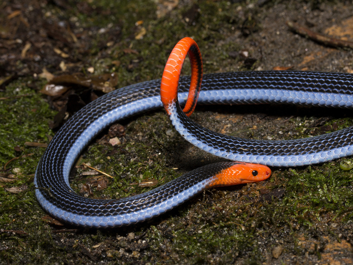 long glanded blue coral snake