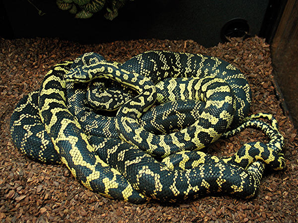 How to Breed Carpet Pythons? 2