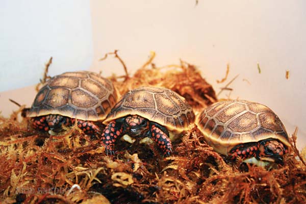 red and yellow-footed tortoises