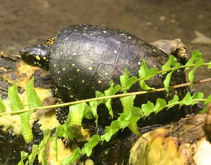 Spotted turtle