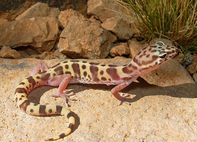 Western banded gecko