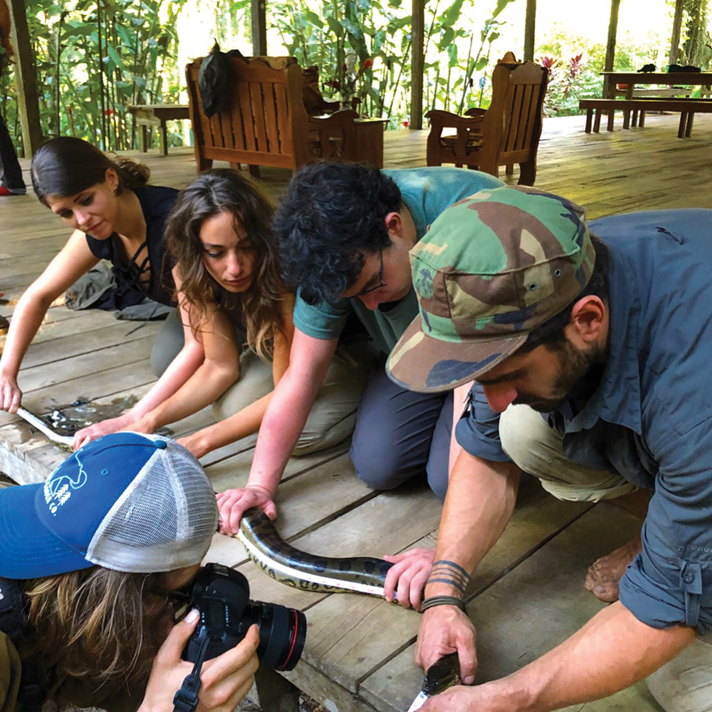 Green anaconda being measured