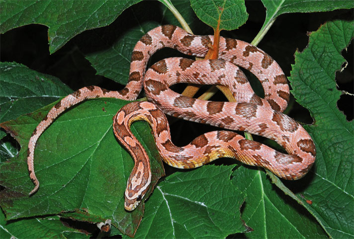 corn snake