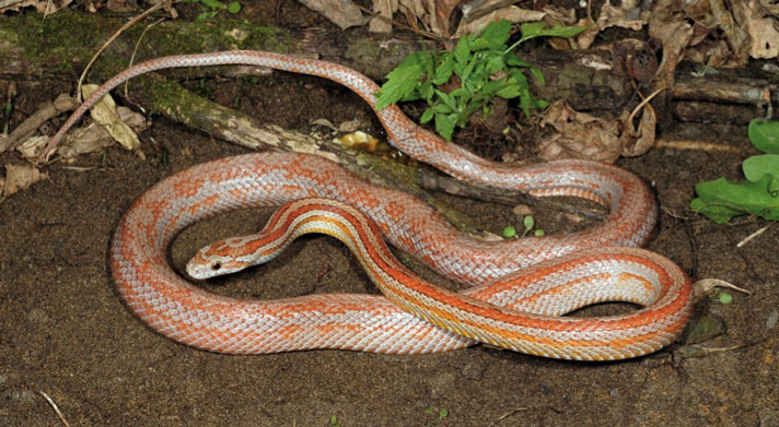 Terrazo corn snake