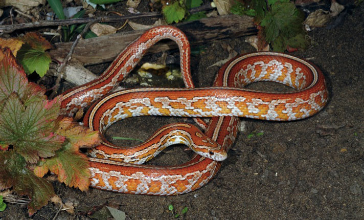 Tessera corn snake