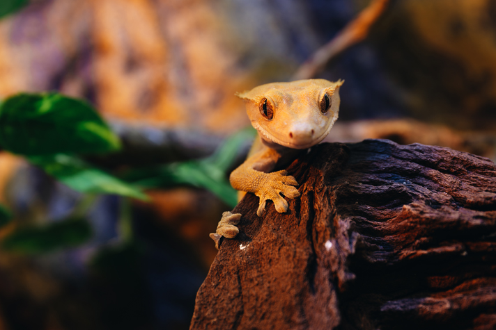 Crested gecko on wood