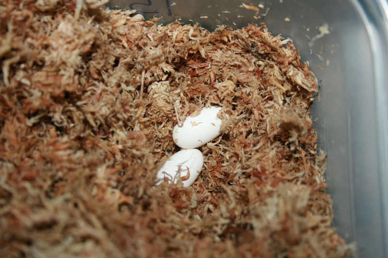 Crested gecko eggs
