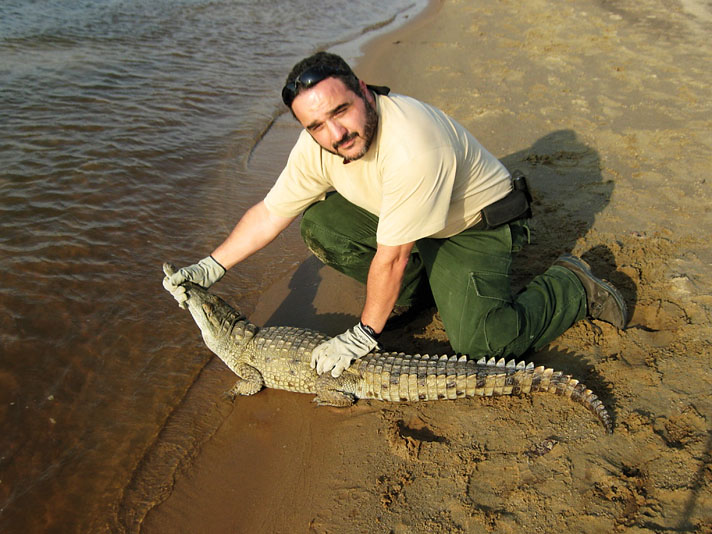 Crocodile biologist Ricardo Babarro releases an Orinoco crocodile at Capanaparo River