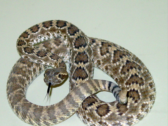 Mojave rattlesnake