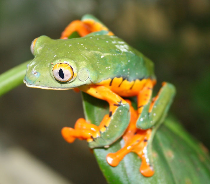 Splendid treefrog