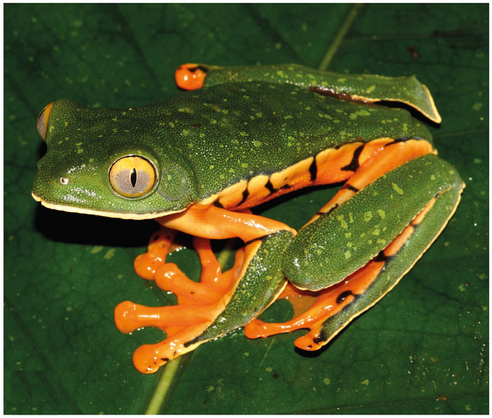 Sylvia's treefrog
