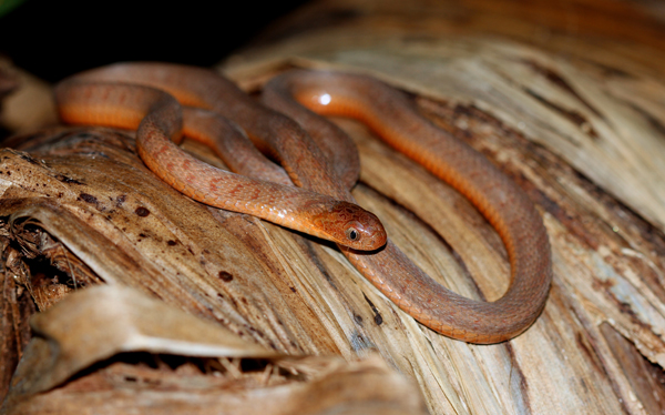 different-types-of-non-poisonous-snakes