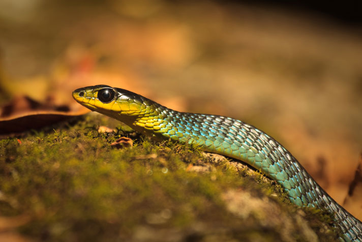 Common tree snake of Australia