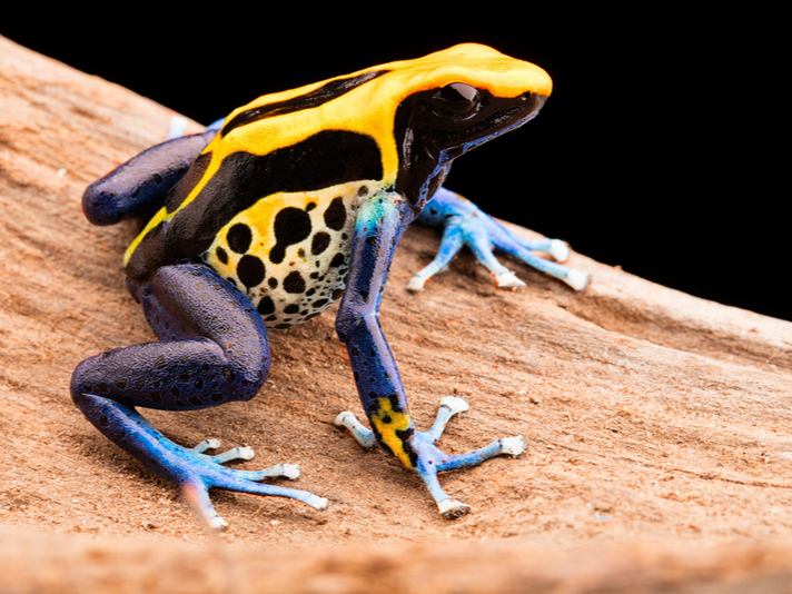 Dyeing Poison Dart Frog