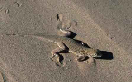 Yuman Desert Fringe Toed Lizard