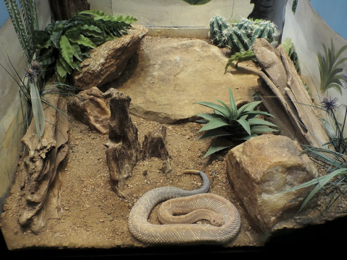 desert bedding terrarium