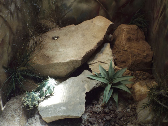 desert bedding terrarium