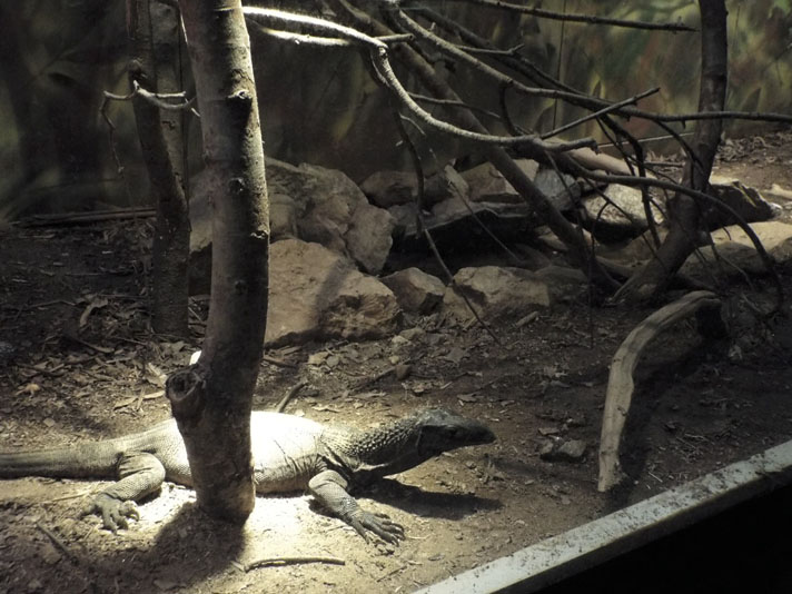 desert terrarium with monitor lizard