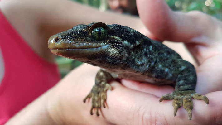 Hoplodactylus duvaucelii Duvaucel's gecko released in New Zealand