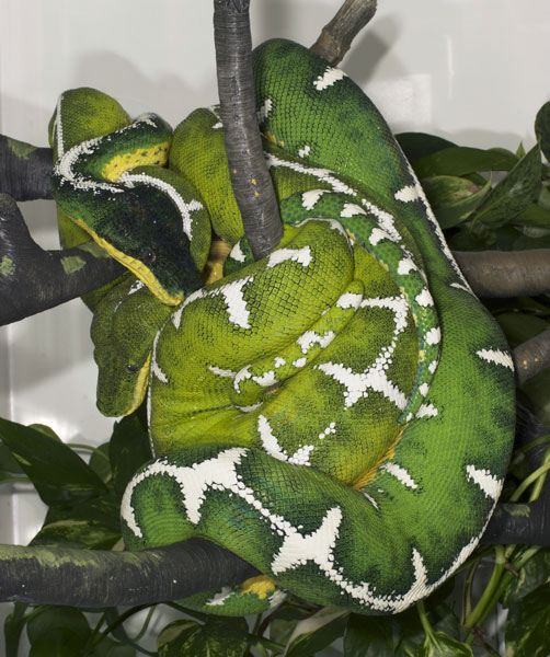 A cuddling pair of adult Amazon Basin emerald tree boas.