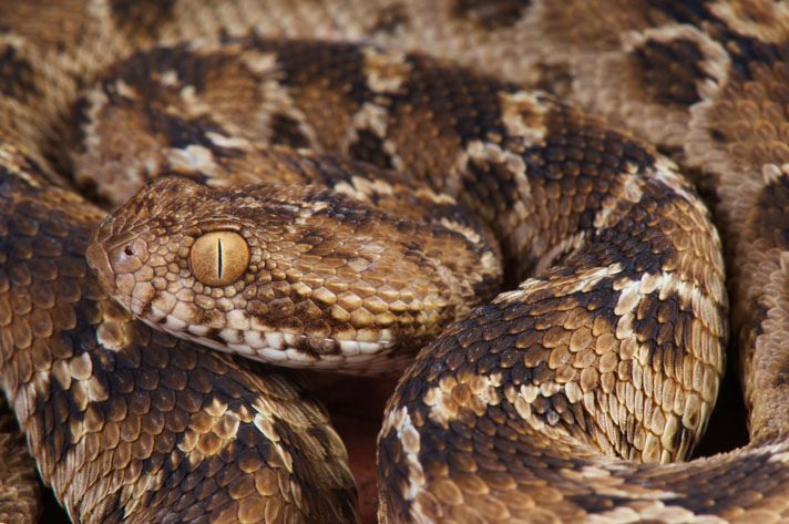 The Reptile Report - The variable bush viper (Atheris squamigera) is an  almost dragon-like venomous snake species found in a variety of colors  across their range in West and Central Africa. Photo