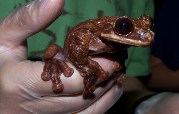 Rabbe's fringe-limbed treefrog
