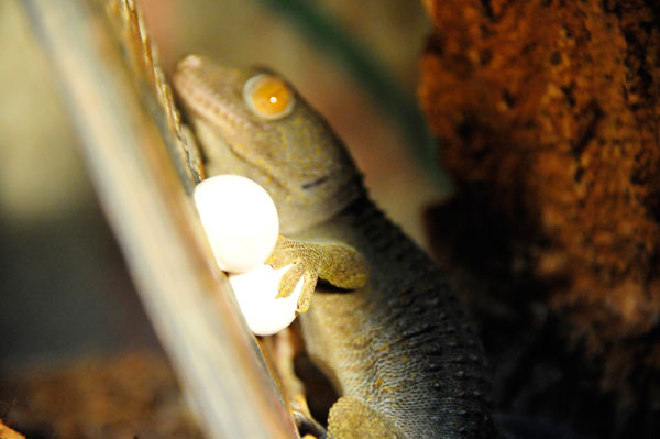 Tokay gecko guarding its clutch.