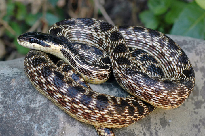 Blotched rat snake