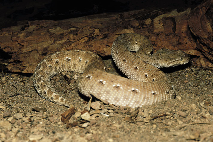 Pakistani whiskered viper