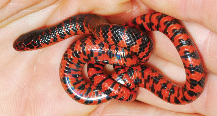 mud snake