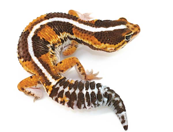fat-tailed gecko