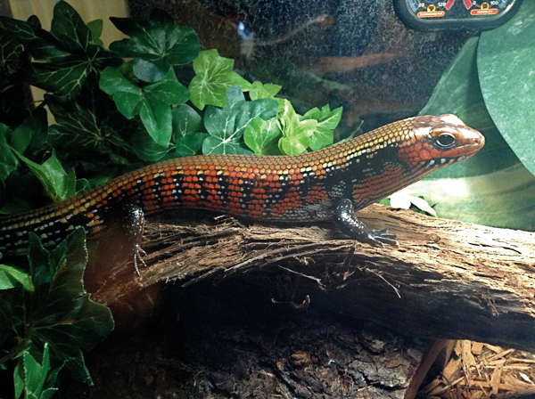 African fire skink