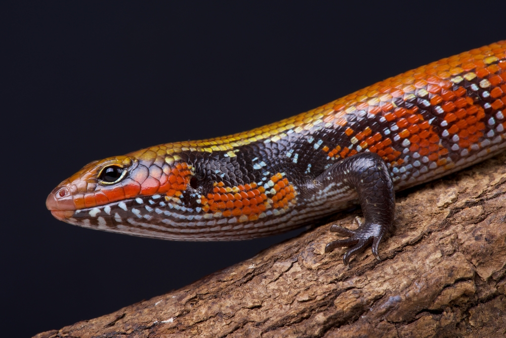 fire skink