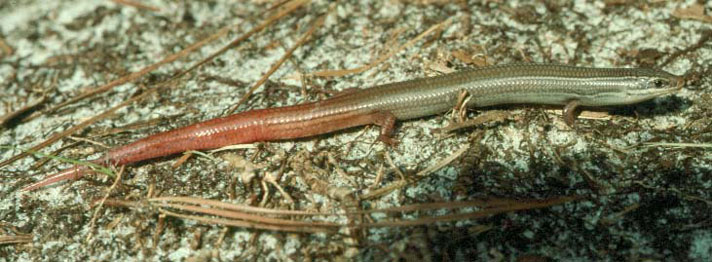 Florida Keys Mole skink