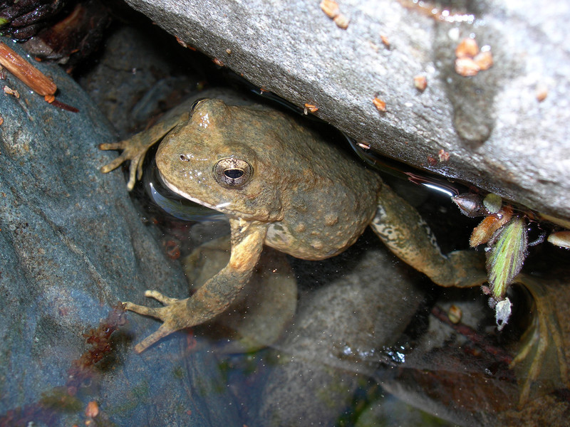 Foothill yellow legged frog