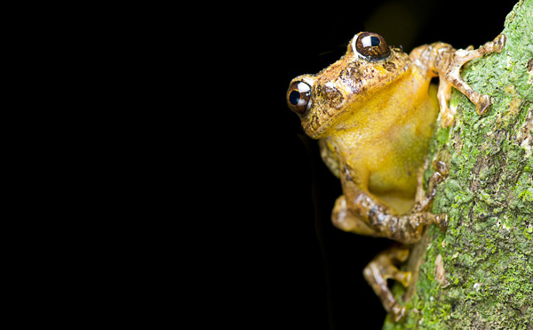 Franky's tree frog