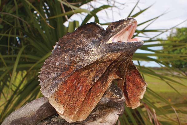 frilled dragons