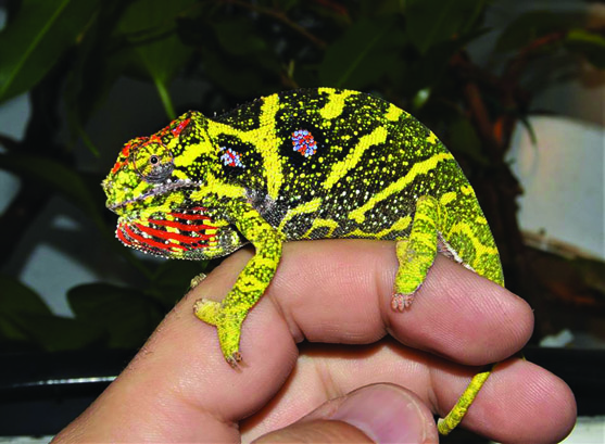 Minor's chameleon