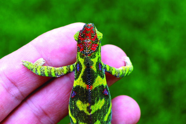 Minor's chameleon