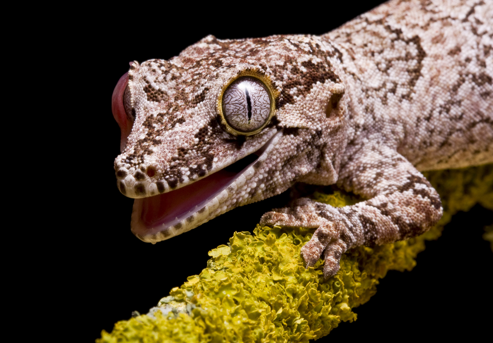 Mossy prehensile tailed gecko
