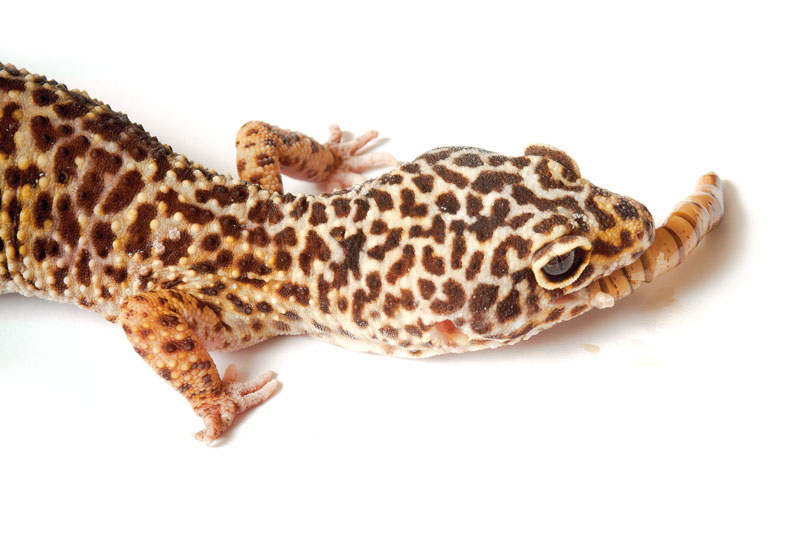 https://reptilesmagazine.com/wp-content/uploads/data-import/6fd47469/Gecko2-eating.jpg