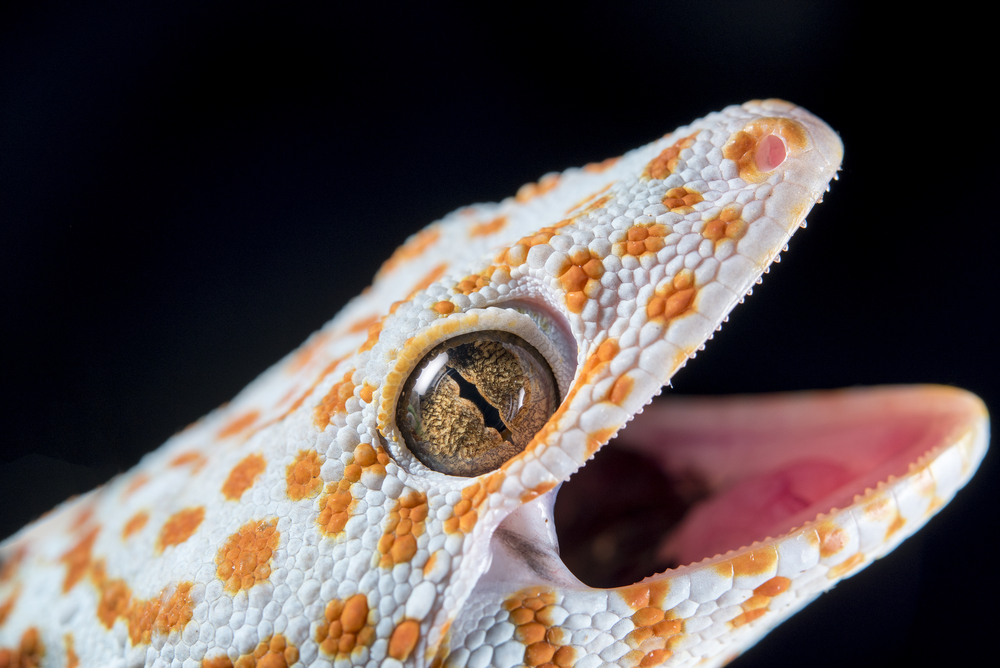 crested gecko bite
