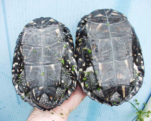 An adult male, left, and an adult female spotted pond turtle
