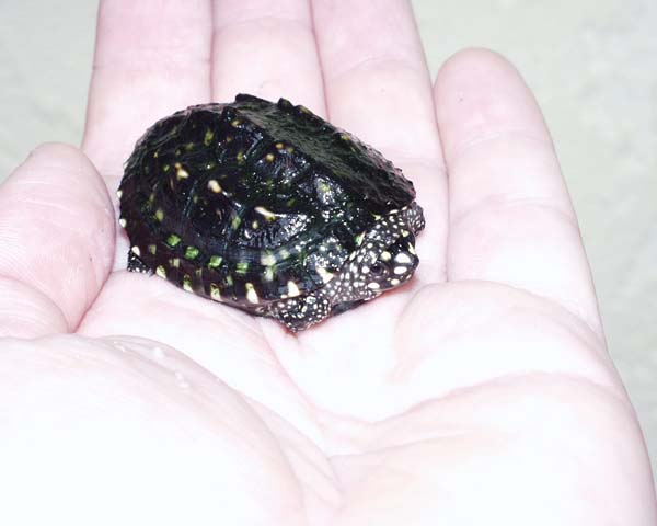 spotted pond turtle hatchling