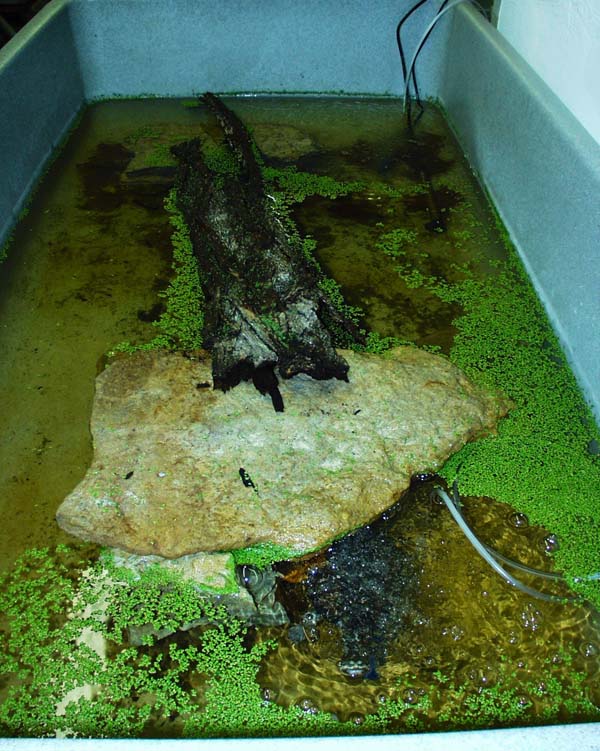 spotted pond turtle juvenile enclosure