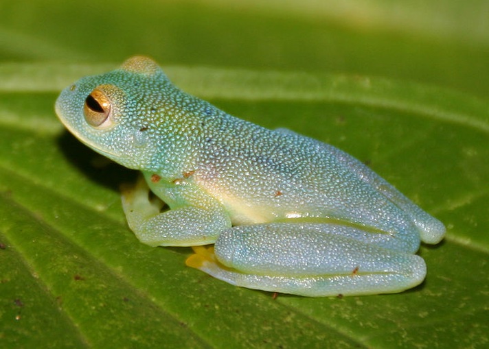 glass tree frog