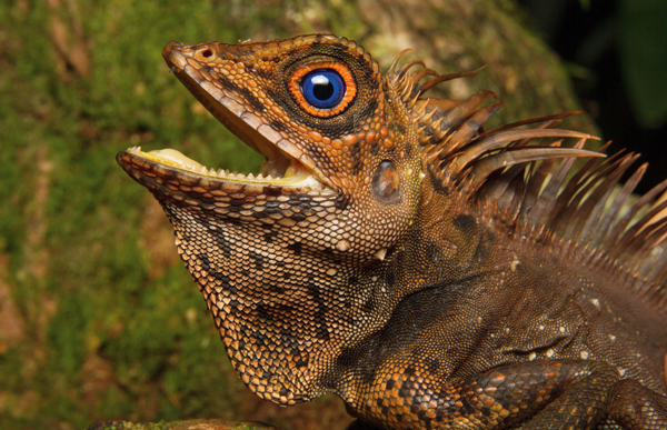 Gonocephalus liogaster