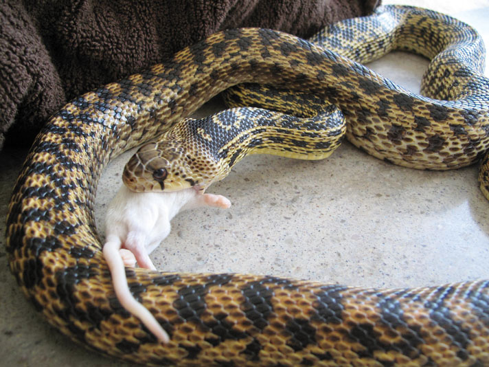 gopher snake eating a mouse