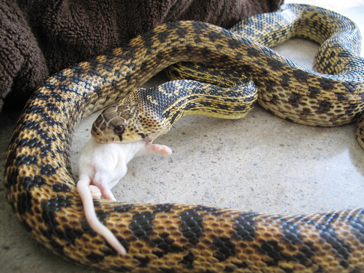 gopher snake eating