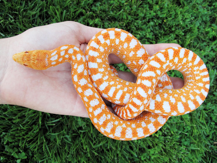 gopher snake in albino orange